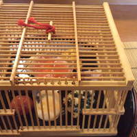 くいしん坊 - 鳥かごでいいんですか～？