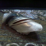 小柳寿司 - 小鯺　良い〆かたです