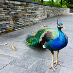 The Knolls - 庭には孔雀が