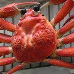 かに道楽 - 看板