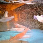 北新地 たくみ - 泳ぎイカのはいった生簀