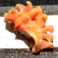 すし青柳 - 