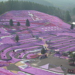 ひがしもこと芝桜公園売店 - 