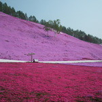 ひがしもこと芝桜公園売店 - 