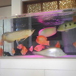 栄達 - 大型水槽１