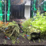 AquaBar Linden - カウンターのネイチャーアクアリウム！