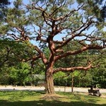 En - 京都御苑内の立派な赤松