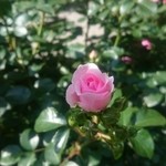 Pariaccho - 三菱一号館の、薔薇の蕾