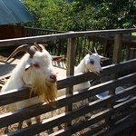 清澄の里 粟 - ヤギさんと遊べます。