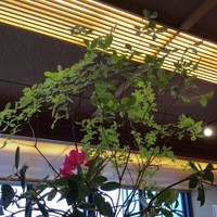 京都和久傳 - テーブルの石楠花