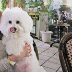 BISTRO RUBAN - Bay Quarter is Dog Friendly