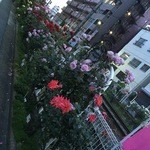 澤 - 160513東京　澤　バラ祭りの季節