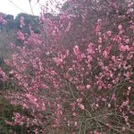 Kominka Kafe Resutoran Hatsuhana - ★桜の木★