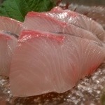 桜川 - カンパチ。