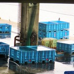 氷見魚市場食堂 海寶 - 市場では、鳥さんが首を長～くして見ています。