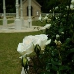 ヴェル・ボワ - 5月末～バラが見頃を迎えています。