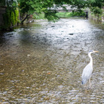 ぎをん 小森 - 近くの川で休む鳥