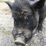 ラピュタファーム - 