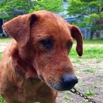 ラピュタファーム - 