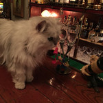 Barデュエット - 看板娘のチンチラ、ミミちゃん