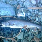 トンカツ 浅井 - レイクトラウト 2016/06