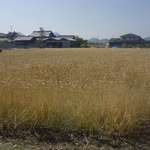 讃岐うどん がもう - すぐ近くには麦秋の時期を迎えた麦畑が広がっています。