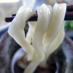 手打ちうどん ぶれーど・う - このクネリが美味し！