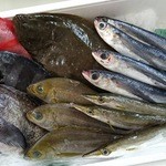kohakutei - 朝釣れの鮮魚