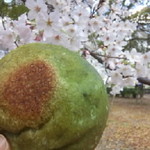 マカディ - 桜の下のコレもおいしいヤツ