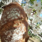 マカディ - 桜の下のおいしいヤツ