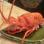 初音鮨 - 伊勢海老