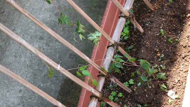 花ごよみ - 米沢（甘味処）の写真