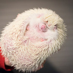 トトスクキッチン - 