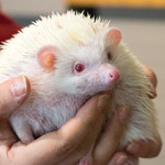 トトスクキッチン - 