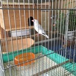 Daikei Sushi - つがいの文鳥さんが出迎えてくれます☆