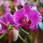 Whole Foods Market - 