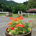 友浦サイト - アプローチにも可愛いがいっぱい