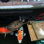 いわし料理 善 - 袖庭にでっけえ亀さんが5匹、鯉さんと同居中？
