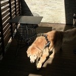 レジーナリゾート富士 - テラスを探検中