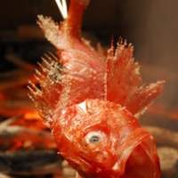 【数量限定】釣りきんきの炉端焼き　(時価）