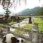 Furuhashi Shuzou - おぉぉ、津和野ってとても風情のあるところだねぇ。
                川の水もきれいだし、空気も澄んでる～