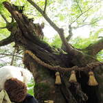 Furuhashi Shuzou - これはすごいご神木だなぁ。
      太鼓谷稲荷神社に行く途中にある弥栄神社の
      ご神木で樹齢1000年以上なんだそう・・・