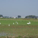 三たて蕎麦 やじま - のどかな、場所でした。