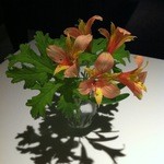 レフェルヴェソンス - 