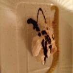 ristorante Baccarossa - 