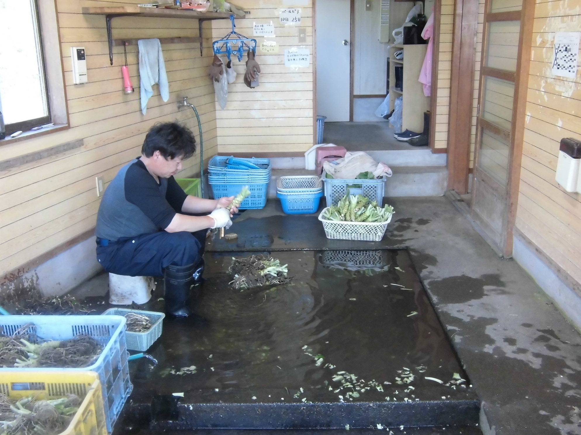 わさびの大見屋 name=