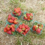 Homeless Garden Project Farm - 料理写真: