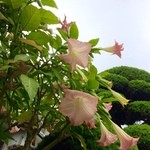 磯の宿 すず福 - 