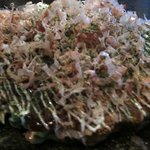 ゆかり - お好み焼きゆかり●すじねぎやきかつおに青のり④