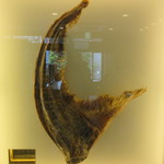 筑紫樓 - 入口付近のウバザメの尾びれ　長さ１ｍ超の物(驚